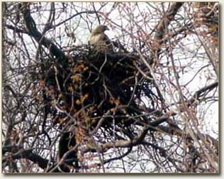 Red-tailed Hawk Nest