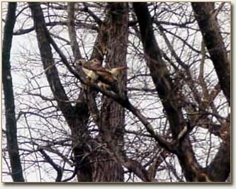 Red-tailed Hawks