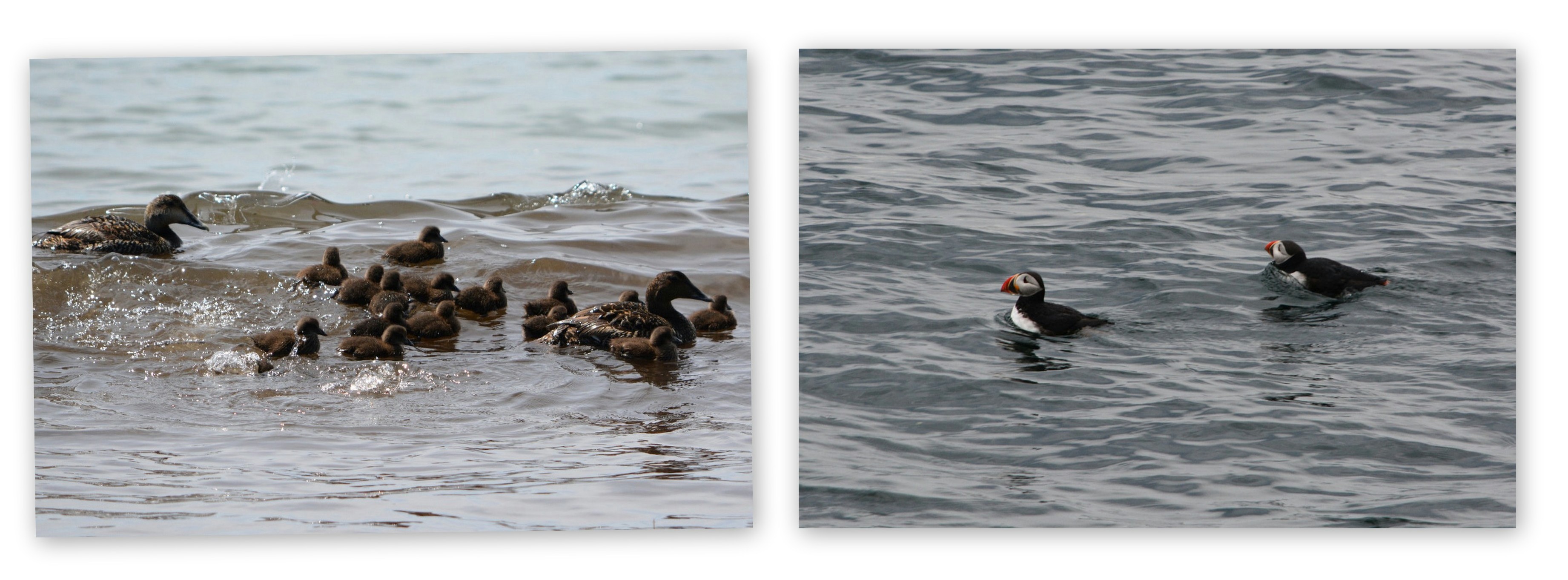 Eiders and Puffins