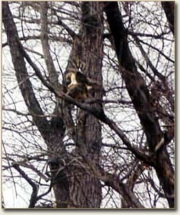 Red-tailed Hawks Mating