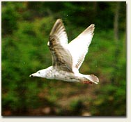 Gull Photo