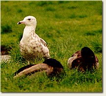 Gull Photo