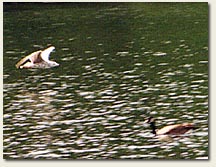 Gull Photo