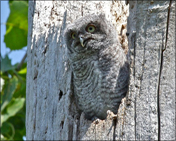 Screech Owlet  Photo by Chuck Tague