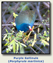 Purple Gallinule