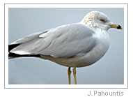 Imm. Ring-billed Gull