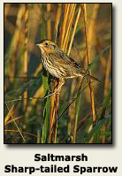 Saltmarsh Sharp-tailed Sparrow