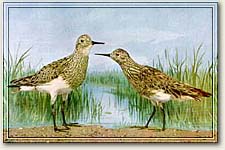 Pectoral Sandpipers breed in the Arctic Regions