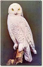 Snowy Owl: Numerous in the Arctic Region