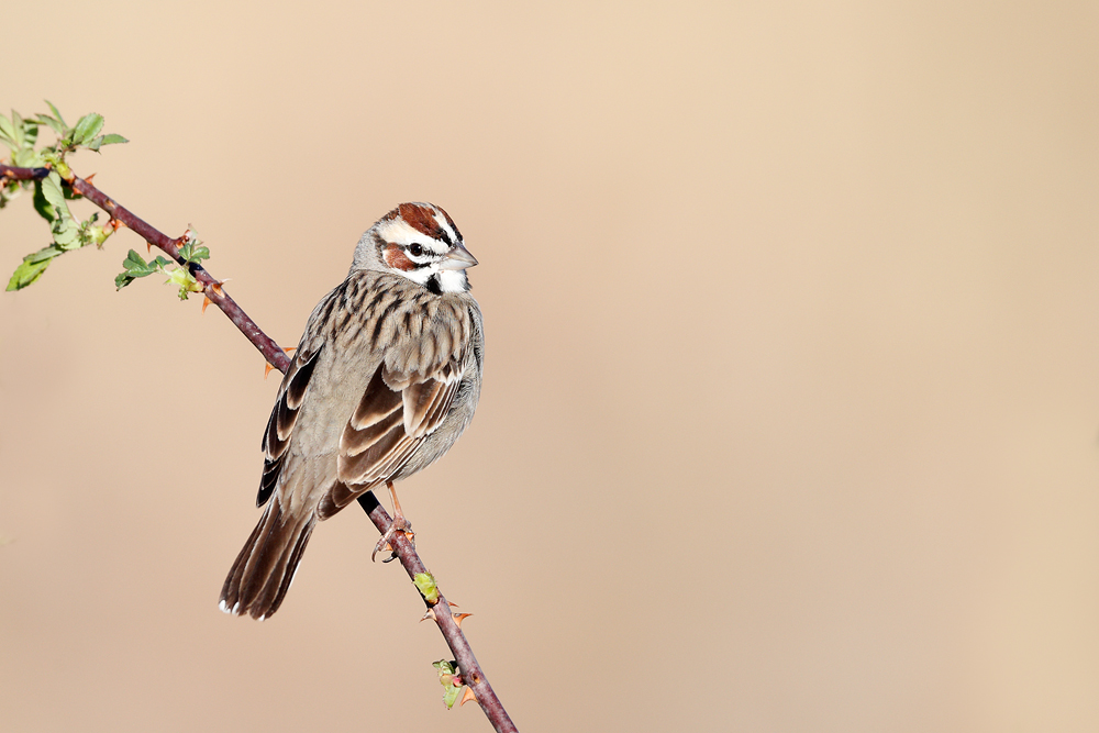 Lark Sparrow