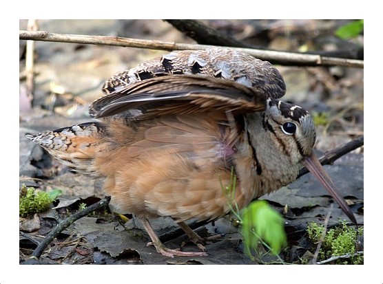 American Woodcock
