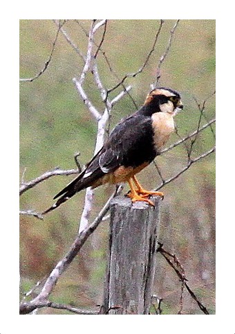 Aplomada Falcon