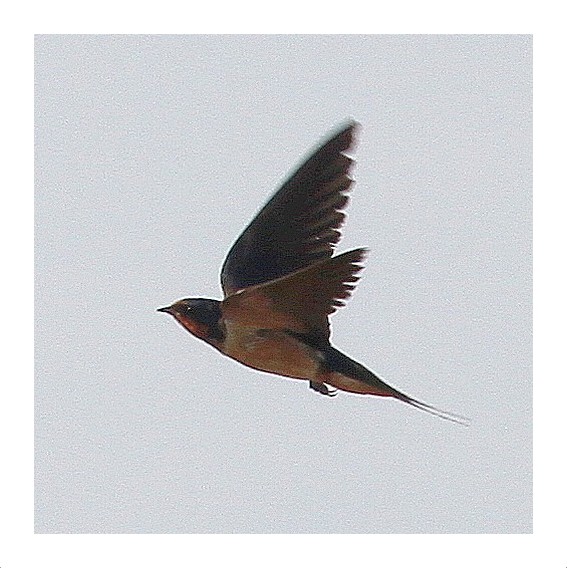 Barn Swallow