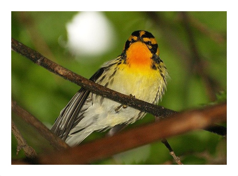 Blackburnian Warbler