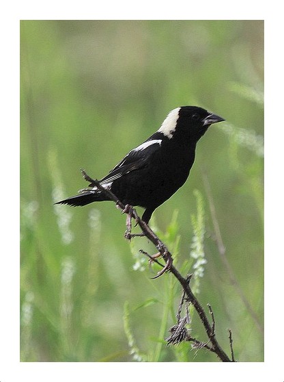 Bobolink