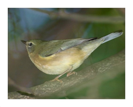 Black-throated Blue - Year 1