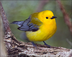 Prothonotary Warbler — Photo by Cris L. Hamilton