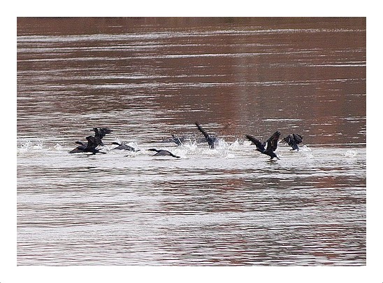 Cormorants Taking Off