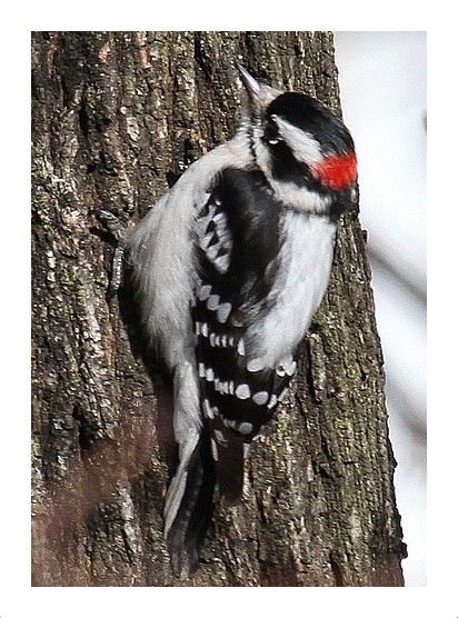 Downy Woodpecker