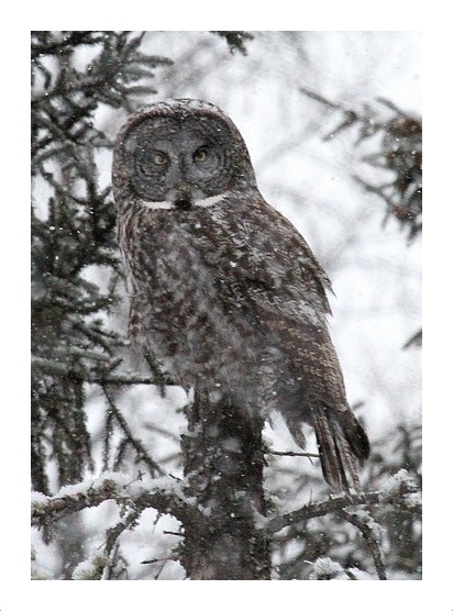 Great Gray Owl