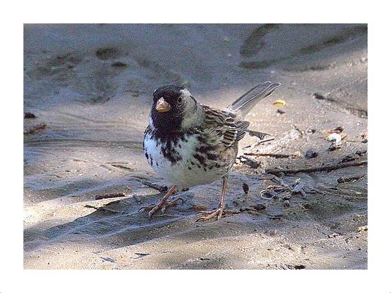 Harris's Sparrow