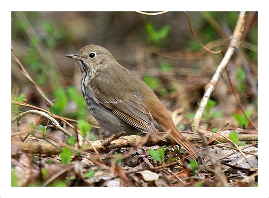 Hermit Thrush