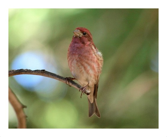 Purple Finch