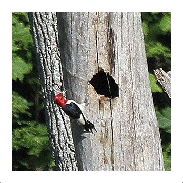 Red-headed Woodpecker