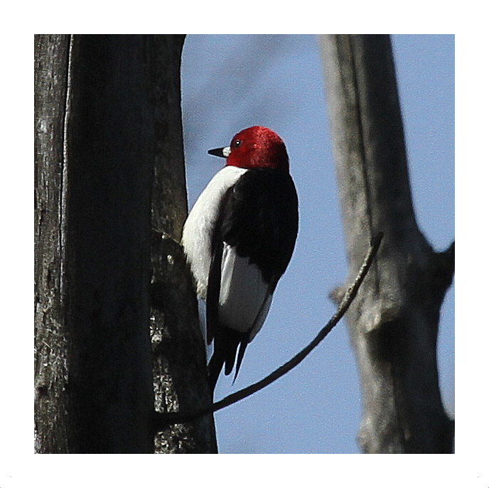 Red-headed Woodpecker