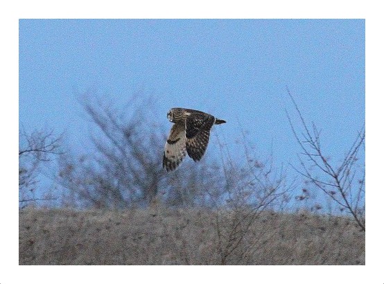 Short-eared Owl