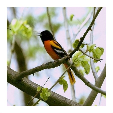 Baltimore Oriole