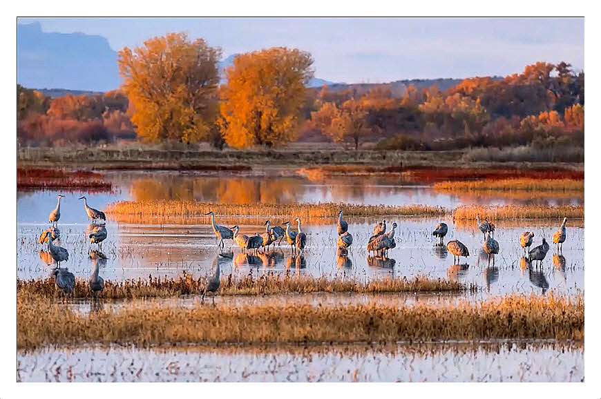 Sandhill Cranes