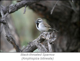 Black-throated Sprarrow