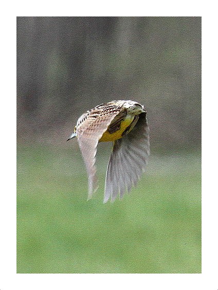 Eastern Meadowlark