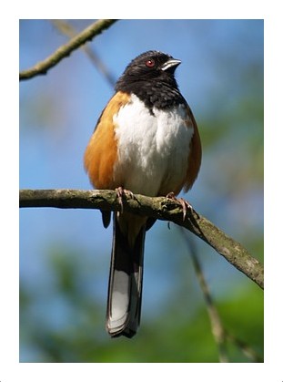 Eastern Towhee