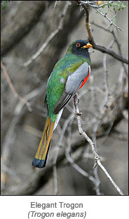 Elegant Trogon