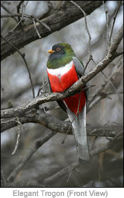 Elegant Trogon (Front View)