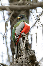 Elegant Trogon