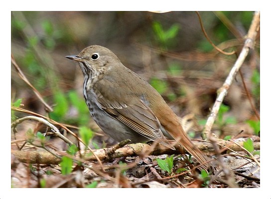 Hermit Thrush