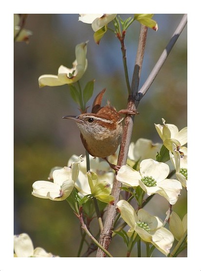 Carolina Wren