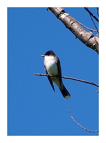 Eastern Kingbird
