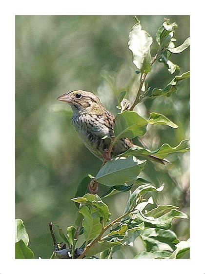 Henlow's Sparrow