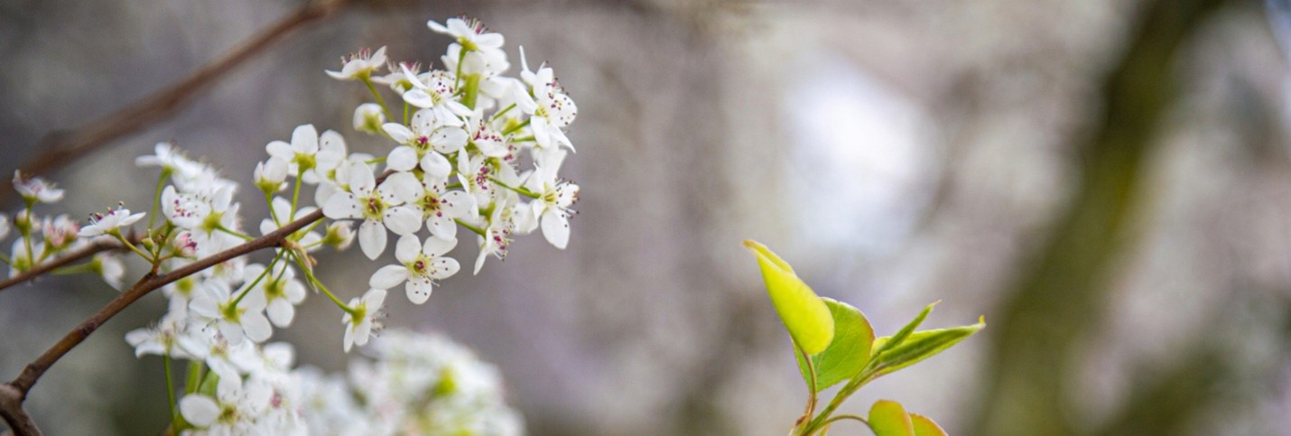 City Nature Challenge