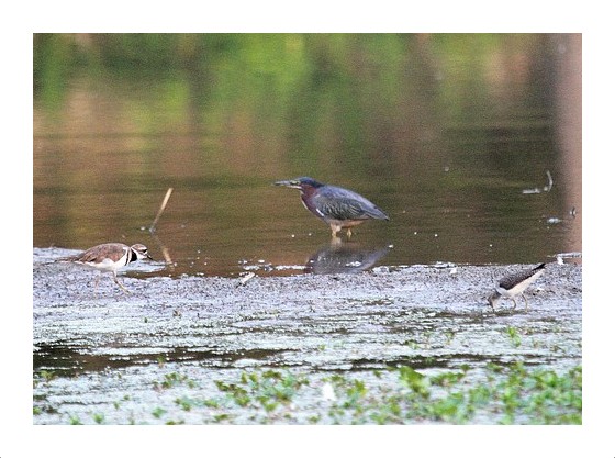 North Park Shorebirds