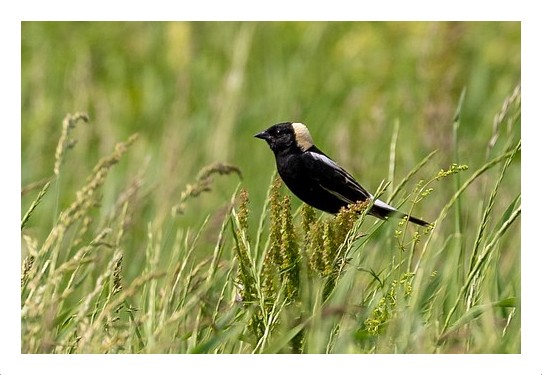 Bobolink