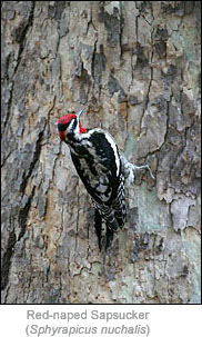 Red-naped Sapsucker