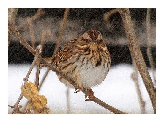 Song Sparrow in Winter