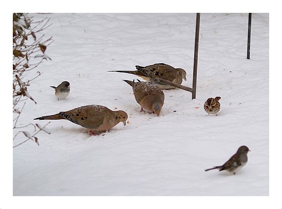 Winter Birds