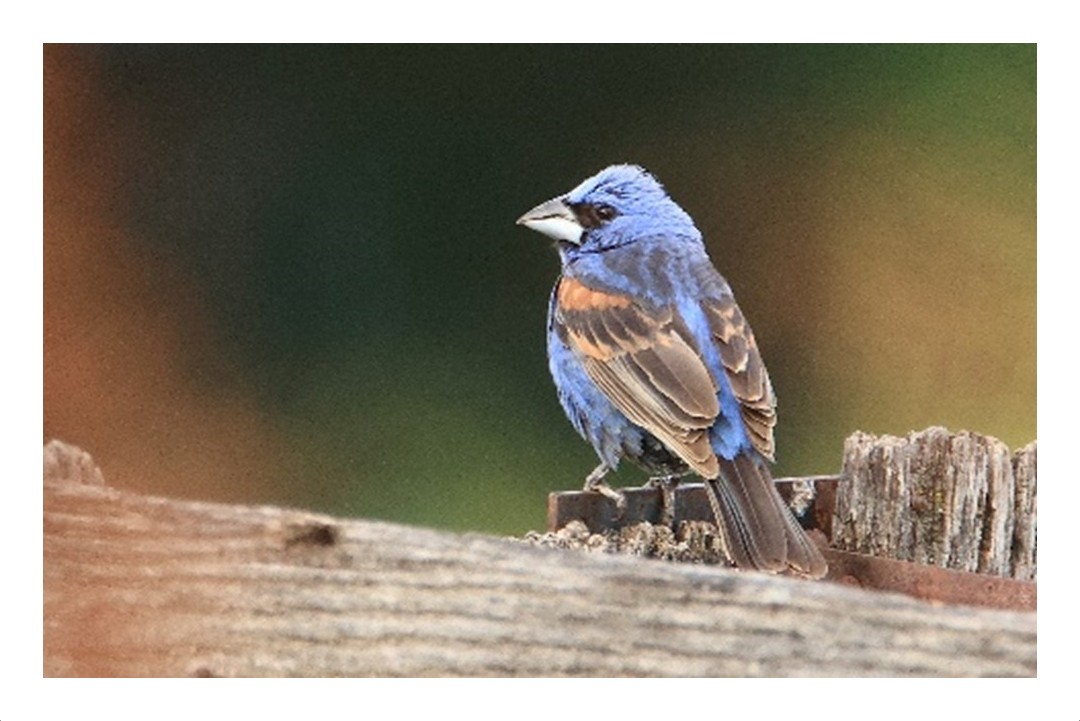 Blue Grosbeak