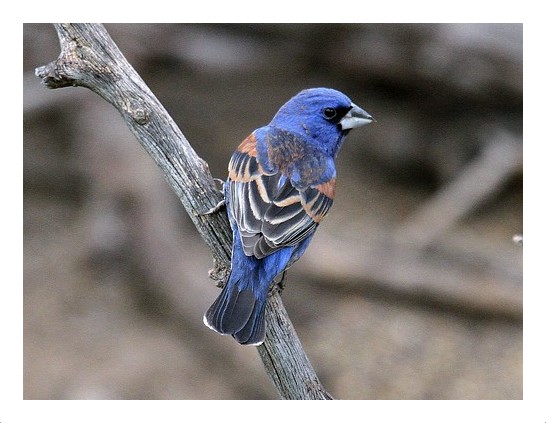 Blue Grosbeak